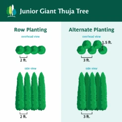 Junior Giant Thuja Tree -Garden Plants JuniorGiantThujaTree