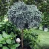 Blue Star Juniper Tree -Garden Plants Juniper BLue Star Standard 600x600 cde4acdc 77cf 42ff 9250 03d6ffeb572e