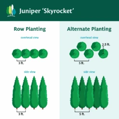 Skyrocket Junipers -Garden Plants Juniper Skyrocket