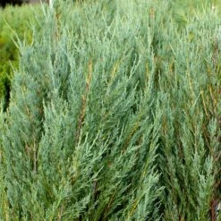 Skyrocket Junipers -Garden Plants Juniper Skyrocket 4 FGT