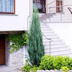 Skyrocket Junipers -Garden Plants Juniper Skyrocket 6 FGT