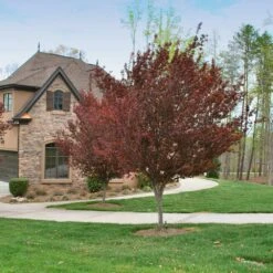 KV' Flowering Plum Tree -Garden Plants KV Flowering Plum 4