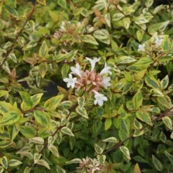 Kaleidoscope Abelia Shrub -Garden Plants Kaleidoscope Abelia 2 FGT