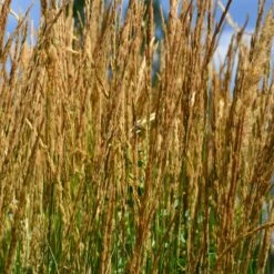 Karl Foerster Grass 8 Karl Foerster Grass -Garden Plants Karl Foerster Grass 2