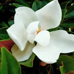 Kay Parris Magnolia -Garden Plants Kay Parris 3