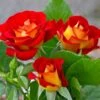 Ketchup And Mustard Rose Shrub -Garden Plants Ketchup and Mustard Rose FGT 600x600 8c87e0c9 4762 425c 8da5 29b418811463