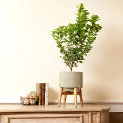 Meyer Lemon + Key Lime Bush Pack 12 Meyer Lemon + Key Lime Bush Pack -Garden Plants Key Lime Bush 4 e63a67f8 53df 467e af90 ae9e06436ddf