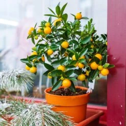 Kishu Mandarin Tree (Seedless) -Garden Plants Kishu Mandarin Tree 1