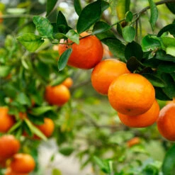 Kishu Mandarin Tree (Seedless) -Garden Plants Kishu Mandarin Tree 4