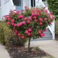 Knock Out® Rose Tree -Garden Plants Knockout Rose Tree Red 2 FGT