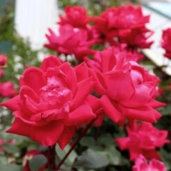 Knock Out® Rose Tree -Garden Plants Knockout Rose Tree Red 4 FGT
