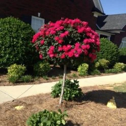 Knock Out® Rose Tree -Garden Plants Knockout Rose Tree Red FGT