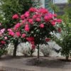 Knock Out® Rose Tree -Garden Plants Knockout Rose Tree Red FGT 600x600 5719ae0c cb19 49f9 a38a 85fd12c97728