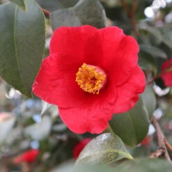 Korean Fire Camellia Shrub 9 Korean Fire Camellia Shrub -Garden Plants Korean Fire Camellia 3