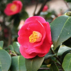 Korean Fire Camellia Shrub 8 Korean Fire Camellia Shrub -Garden Plants Korean Fire Camellia 5 FGT