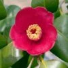Korean Fire Camellia Shrub 1 Korean Fire Camellia Shrub -Garden Plants Korean Fire Camellia FGT 600x600 a9e192f0 5d14 41bb 81e0 69b14654d63e