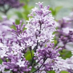 Dwarf Korean Lilac Tree -Garden Plants Korean Lilac Tree 2 BB