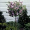 Dwarf Korean Lilac Tree -Garden Plants Korean Lilac Tree 3 BB 600x600 22baf837 6d5e 480e 8be0 394b92f5c239