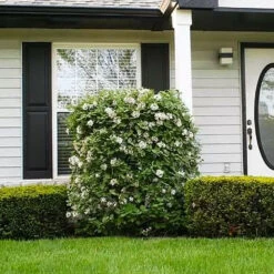 Korean Spice Viburnum Shrub 8 Korean Spice Viburnum Shrub -Garden Plants Korean Spice Viburnum 1