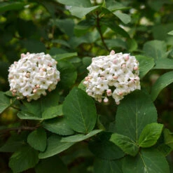 Korean Spice Viburnum Shrub 9 Korean Spice Viburnum Shrub -Garden Plants Korean Spice Viburnum 3