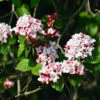 Korean Spice Viburnum Shrub 2 Korean Spice Viburnum Shrub -Garden Plants Korean Spice Viburnum 600x600 bf51b000 59e7 42b2 805e ab2fc59182f2