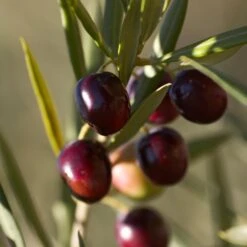 Koroneiki Greek Olive Tree -Garden Plants Koroneiki Olive 2 FGT