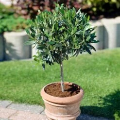 Koroneiki Greek Olive Tree - USDA Organic -Garden Plants Koroneiki Olive 3 31e3ee23 25de 4799 af8c 810231e5263d