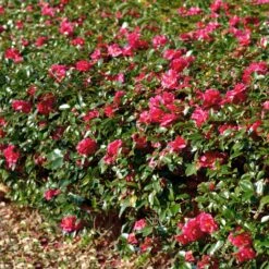 Kramers Camellia Shrub 9 Kramers Camellia Shrub -Garden Plants Kramers Camellia FGT 1