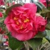 Kramers Camellia Shrub -Garden Plants Kramers Camellia FGT 600x600 b6ff6f90 18d4 4af6 8a42 ce6318e1b77d