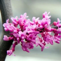 Lavender Twist® Weeping Redbud Tree -Garden Plants LAVENDER TWIST THUMB 6e0b03e6 c145 40fa 9261 d759a9ab9546