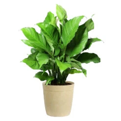 Peace Lily Plant 17 Peace Lily Plant -Garden Plants LIL PEA.10 Beige Delilah