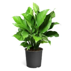 Peace Lily Plant 20 Peace Lily Plant -Garden Plants LIL PEA.10 standard pot 421927a6 487e 4f52 aef6 f750e8649b2b