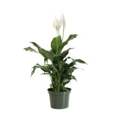 Peace Lily Plant 21 Peace Lily Plant -Garden Plants LIL PEA.6