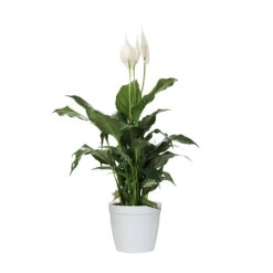 Peace Lily Plant 19 Peace Lily Plant -Garden Plants LIL PEA1 delilah white