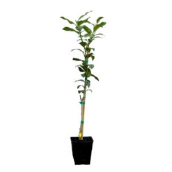 Key Lime Tree -Garden Plants LIM KEY 12 QT