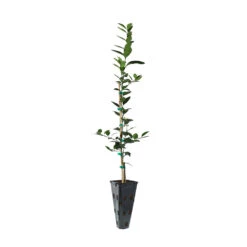 Key Lime Tree -Garden Plants LIM KEY 23 C