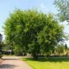Lacebark Chinese Elm Tree -Garden Plants Lacebark Chinese Elm FGT 600x600 23997011 0eae 492c 9c12 caf0ac94cf44