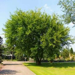 Garden Plants 7 Lacebark Chinese Elm Tree