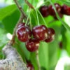 Cherry Pollinator Pack -Garden Plants Lapins Cherry Tree BB 600x600 14d644b0 a96f 42f7 881b d9835ccbefab