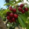 Lapins Cherry Tree -Garden Plants Lapins Cherry Tree FGT 600x600 0220b9db e1f1 4a63 bdc5 243c6c0fbfb6