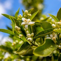Lane Late Navel Orange -Garden Plants Late Lane Orange 1