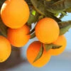 Lane Late Navel Orange -Garden Plants Late Lane Orange FGT 600x600 c4f236f7 c645 4f93 8660 8105f35ecf3a