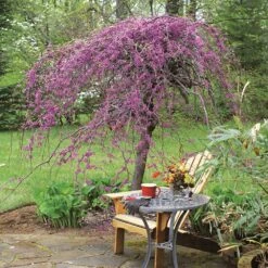 Lavender Twist® Weeping Redbud Tree -Garden Plants Lavender Twist Redbud 1