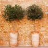Lecciana Olive Tree -Garden Plants Lecciana Olive Tree 1