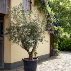 Lecciana Olive Tree -Garden Plants Lecciana Olive Tree 2
