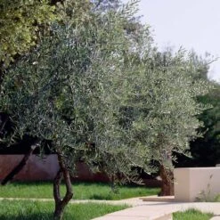 Lecciana Olive Tree -Garden Plants Lecciana Olive Tree 3