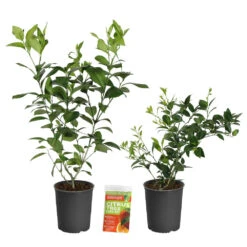 Meyer Lemon + Key Lime Bush Pack 13 Meyer Lemon + Key Lime Bush Pack -Garden Plants Lemon and LimeBushes 2