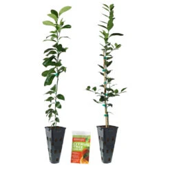Meyer Lemon + Key Lime Tree Pack 13 Meyer Lemon + Key Lime Tree Pack -Garden Plants Lemon and LimeTrees2