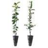 Meyer Lemon + Key Lime Tree Pack 2 Meyer Lemon + Key Lime Tree Pack -Garden Plants Lemon and LimeTrees 600x600 7e66b743 a12b 4add 8d38 f0bb875cf7b0