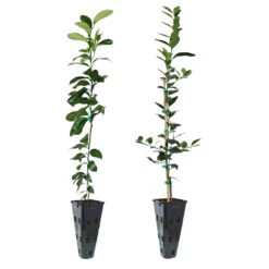 Meyer Lemon + Key Lime Tree Pack 10 Meyer Lemon + Key Lime Tree Pack -Garden Plants Lemon and LimeTrees 91ce8611 fcee 4431 8480 d36e7e121b7e